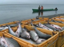 Украина и РФ дистанционно подписали договор по рыболовству в Азовском море
