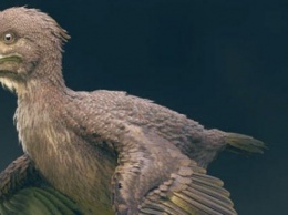 Голубь юрского периода. В Японии нашли кости одной из первых в мире птиц