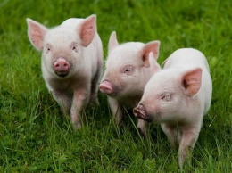 На Полтавщине - вспышка африканской чумы свиней