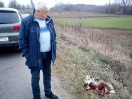 Илья Кива взял дело об издевательстве над животным под свой контроль