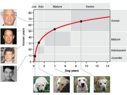 Ученые высчитали, как перевести возраст собаки в человеческий