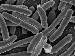 Представлена маслопоедающая бактерия нового типа