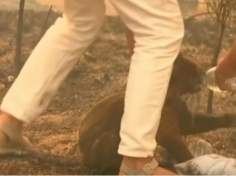 В Австралии женщина героически спасла коалу от лесного пожара (ВИДЕО)