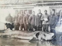 В Азовском море ловили вот такую огромную рыбу нереальных размеров (Фотофакт)