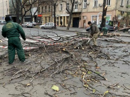 Сильный ветер в Одессе повалил 12 деревьев и крупных веток, зафиксированы 9 обрывов электросетей