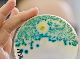 Открыт новый класс антибиотика - его синтезировали из бактерий