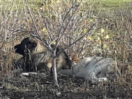 Под Полтавой две огромные собаки держат в страхе все село: люди вызвали полицию