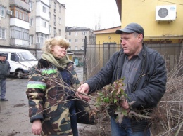 В Белгороде-Днестровском хотят потратить на деревья и кусты 450 тысяч