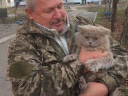 На Днепропетровщине пушистый кот 3 дня не мог спуститься с высокого дерева (ФОТО)