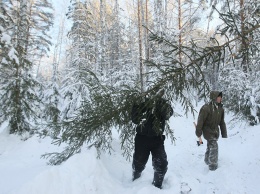 До 34 тыс. грн: За незаконную вырубку елок украинцам грозит штраф
