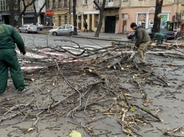 Ветер повалил в Одессе десятки деревьев