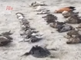 Тысячи мертвых птиц усеяли побережье индийского озера (ВИДЕО)