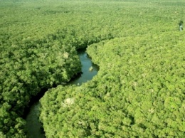 В амазонские джунгли хотят провести интернет (ФОТО)
