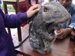 Гигантская крыса весом 15 кг - это не мутант из подземелий метро, а обаятельная пакарана (ВИДЕО)