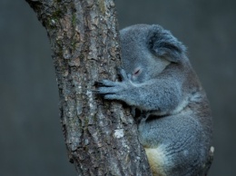 Спасла коалу из горящего леса (ВИДЕО)
