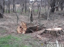 За минувшие сутки на Херсонщине полиция открыла уголовные производства за незаконную вырубку леса