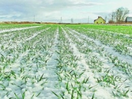 В Украине посевы озимых зерновых поражены вредителями