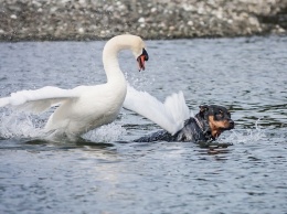 Лебедь напал на пса на водоеме
