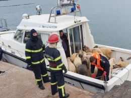 В Черном море перевернулось судно с овцами на борту