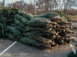 В Днепре начали продавать елки