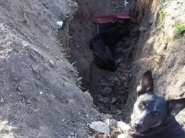 В Запорожье собака провалилась в яму теплотрассы и не может выбраться: животное нуждается в срочной помощи (ФОТО)