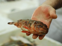 Штрафуют: в Полтаве на двух рынках незаконно торговали рыбой