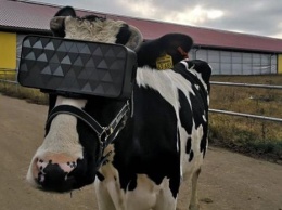 Подмосковным коровам надели VR-очки для повышения "эмоционального настроя" стада
