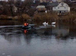 В Киевской обл. спасатели вызволили 15 лебедей, которые примерзли ко льду