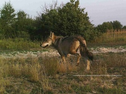Фотоловушки в ЧАЭС поймали быстрых серн, спешащего волка и других животных