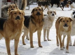 В Днепр возвращают собак, которых отловило сомнительное харьковское КП