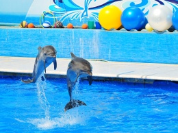 Свободу дельфинам: в Раде хотят ликвидировать дельфинарии, что будет с их питомцами
