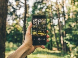 Лес в смартфоне: Оржель рассказал о предстоящих функциях электронного реестра
