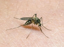 Комары становятся устойчивыми к защитным средствам против насекомых