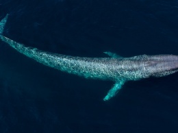 Ученые впервые исследовали сердцебиение кита