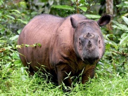 Умер последний суматранский носорог Малайзии