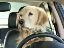Собака угнала автомобиль и около часа наматывала на нем круги: видео
