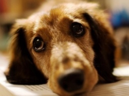 В Запорожской области заживо похоронили беременную собаку (ФОТО)