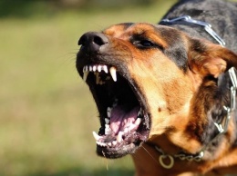 В Днепре хотят запретить выгул собак без поводка и намордника