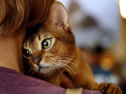 Как кошки лечат болезни и снимают стресс: уникальные факты