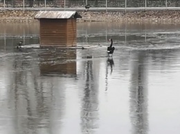 В Кременчуге спасали лебедя Гришу (фото)
