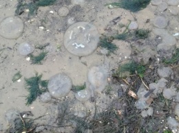 Берег Днепро-Бугского лимана покрылся медузами