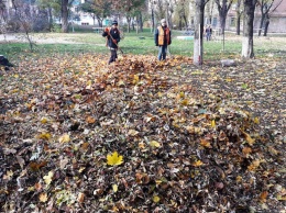 Осенью Москва потратила 850 млн рублей на вывоз опавших листьев