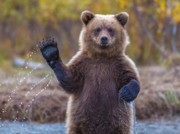 Медведь поправил лапой прическу туристке