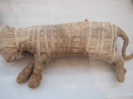 В Египте обнаружено масштабное захоронение мумий животных