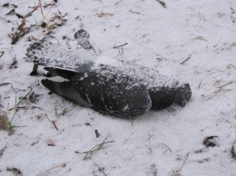 Вероятной причиной массовой гибели птиц в Карелии являются реагенты