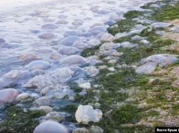 На Азовском море неслыханное: пляжи превратились в месиво (Фото/Видео)
