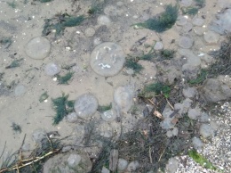 Фото медуз на берегу опубликовали жители села Лиманы - они в первый раз столкнулись с подобным зрелищем