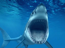 Видео с плавающей рядом с акулой девушкой поразило интернет-пользователей