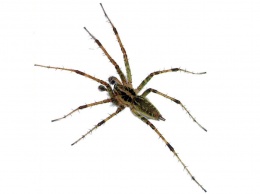 В Приморье обнаружили пять новых для России видов пауков