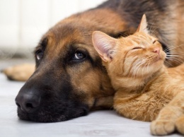 ТОП-5 пород собак, которые дружат с кошками